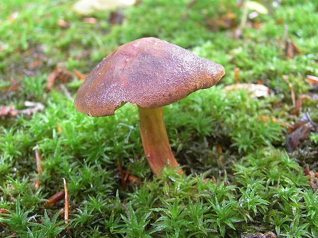 La  Flora  micologica  Alsaziana